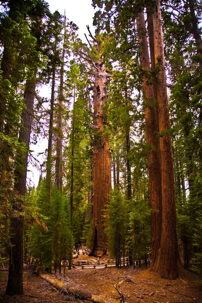 Sequoie alte e grandi nel bellissimo parco nazionale della sequoia — Foto Stock