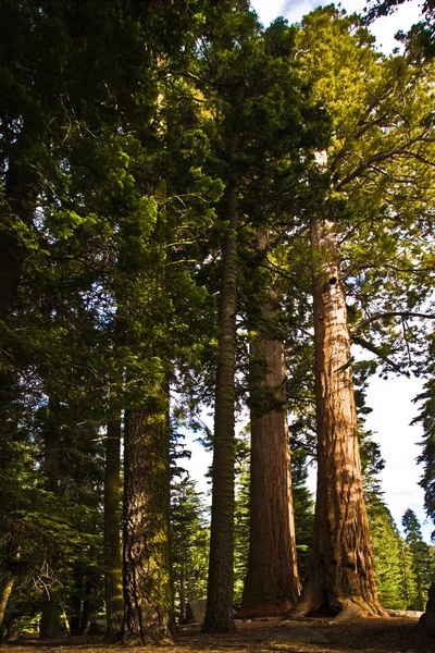 Vysoké a velká sekvoje v parku krásný sequoia national park — Stock fotografie