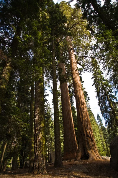 Secuoyas altas y grandes en el hermoso parque nacional sequoia —  Fotos de Stock