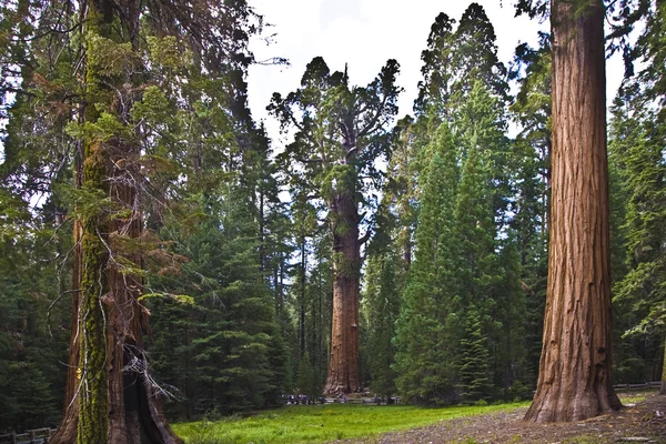 又高又大的红杉在美丽红杉国家公园 — 图库照片