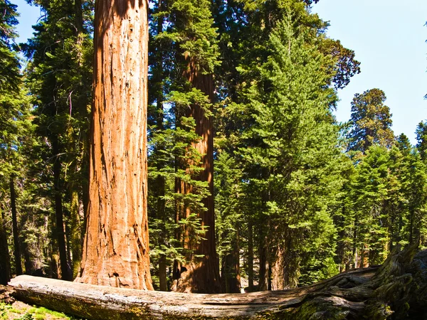 Sequoias altas e grandes no belo parque nacional sequoia — Fotografia de Stock