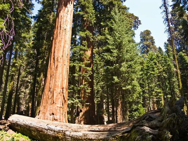 Grands et grands séquoias dans le magnifique parc national de séquoias — Photo