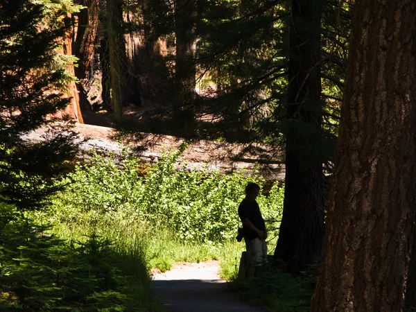 아름 다운 세 코이 아 국립 공원에 있는 크고 큰 세 쿼이 야 — 스톡 사진