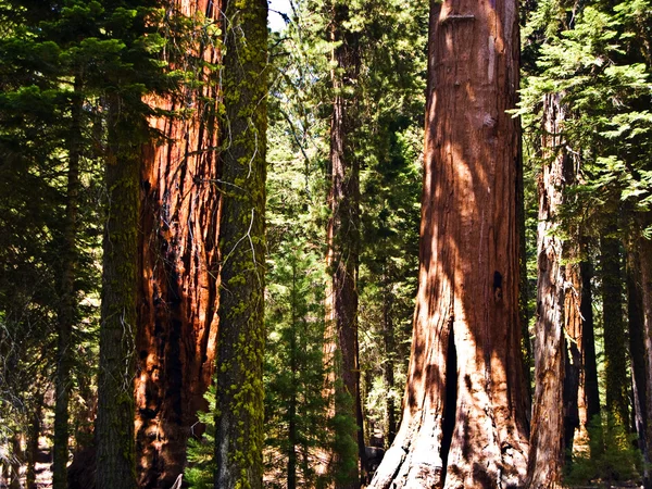 Wysoki i wielkie sekwoje w pięknym parku Narodowego — Zdjęcie stockowe