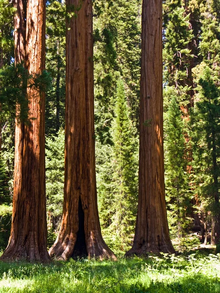 Uzun ve büyük SEQUOIAS güzel sequoia national Park — Stok fotoğraf