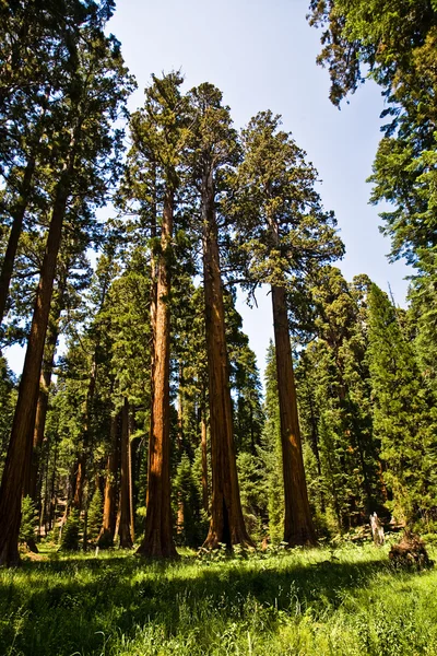 Secuoyas altas y grandes en el hermoso parque nacional sequoia — Foto de Stock