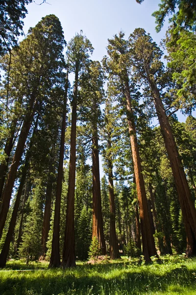 Pitkä ja iso sequoias kauniissa sequoia kansallispuisto — kuvapankkivalokuva