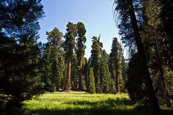 Ψηλή και μεγάλη sequoias στο εθνικό πάρκο sequoia όμορφη — Φωτογραφία Αρχείου