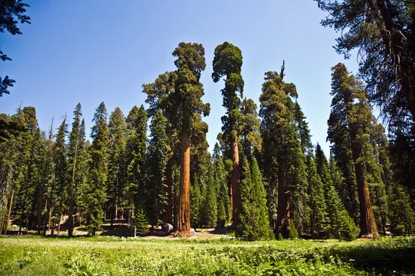 Sequoie alte e grandi nel bellissimo parco nazionale della sequoia — Foto Stock