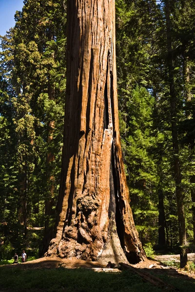 Tall and big sequoias in beautiful sequoia national park — Stock Photo, Image