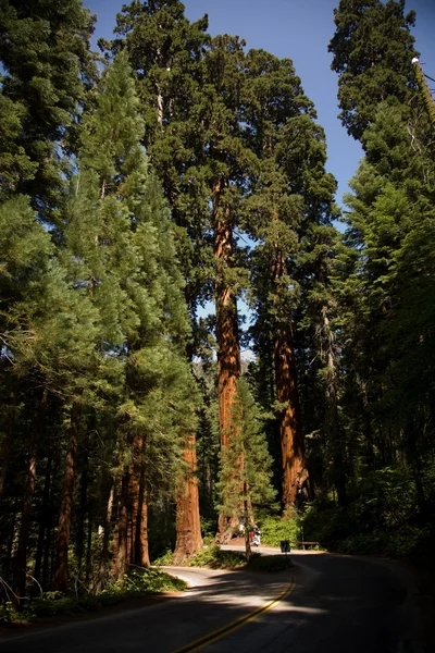 Slavný velký sekvojů čekají v sequoia national pa — Stock fotografie