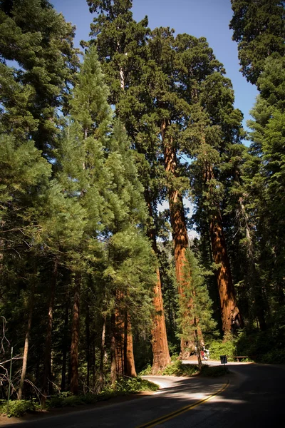 As famosas árvores de sequoia estão em pé em Sequoia National Pa — Fotografia de Stock