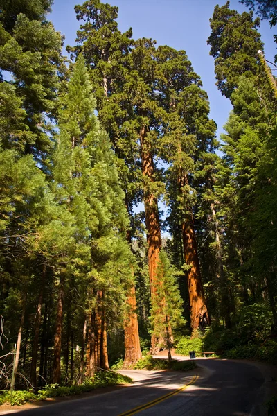 Знаменитий великий секвоядендрон дерев стоячи в секвоядендрон національного ПА — стокове фото
