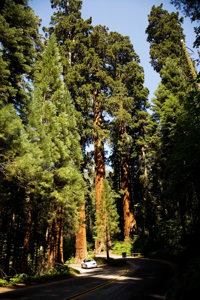 著名大红杉树木站在红杉国家 pa — 图库照片