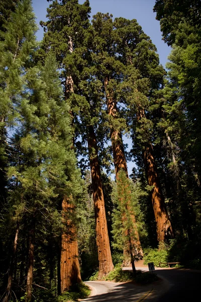 Los famosos árboles de secuoya grandes están de pie en Sequoia National Pa —  Fotos de Stock