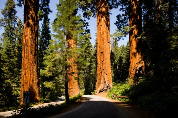 I famosi grandi alberi di sequoia sono in piedi a Sequoia National Pa — Foto Stock