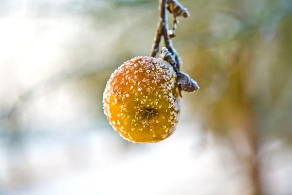 Maçãs congeladas no inverno na árvore — Fotografia de Stock