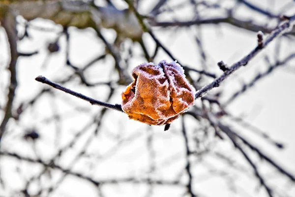 Bevroren appels op de tak van de appelboom — Stockfoto