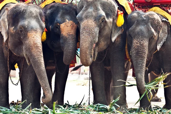 Elefants for tourist rides in Ajutthaja — Stock Photo, Image