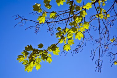 Leaves of a tree in intensive light clipart