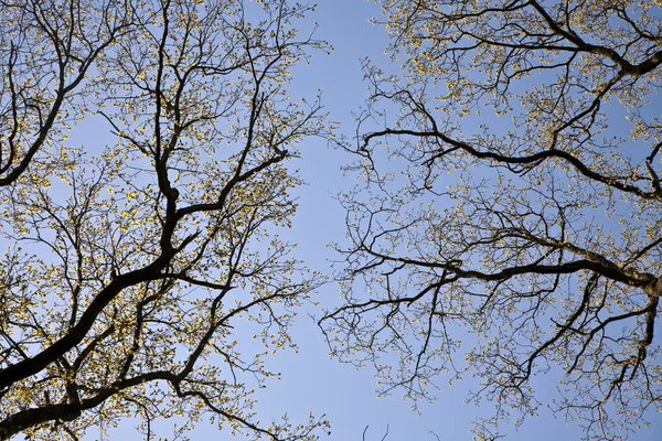 Corona di alberi in bella luce — Foto Stock