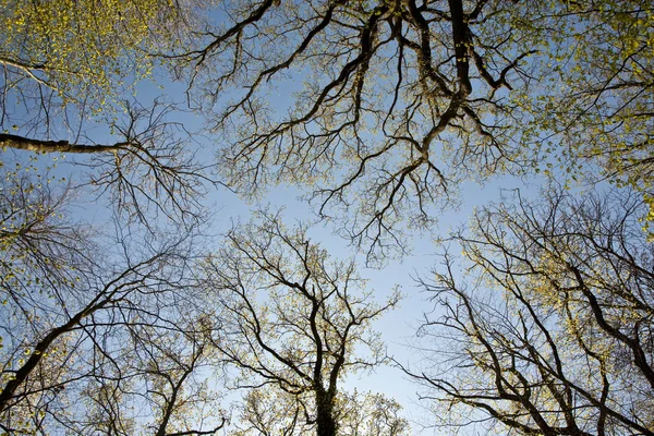 Koruny stromů v krásné světle — Stock fotografie