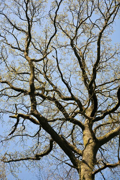 Corona di alberi in bella luce — Foto Stock