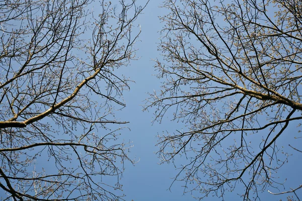 Koruny stromů v krásné světle — Stock fotografie