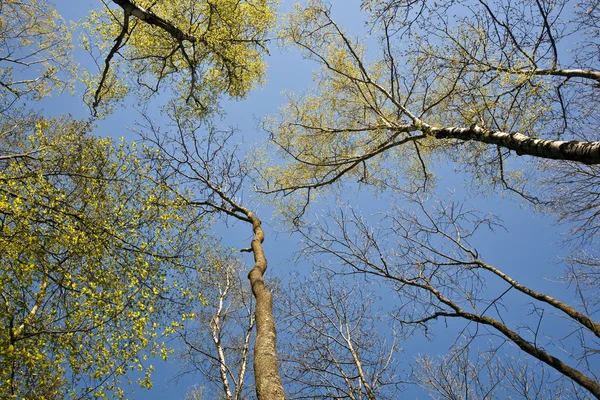 Korony drzew w piękne światło — Zdjęcie stockowe