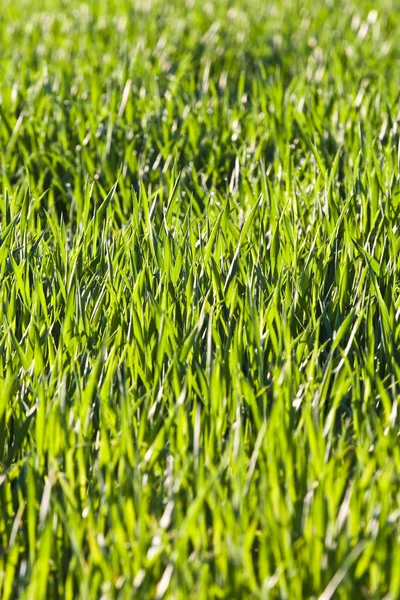 Bladeren van gras en tarwe met dauw in ochtend licht — Stockfoto