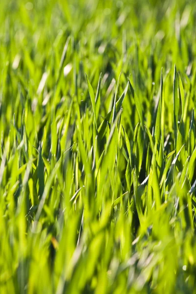 Blätter von Gras und Weizen mit Tau im Morgenlicht — Stockfoto
