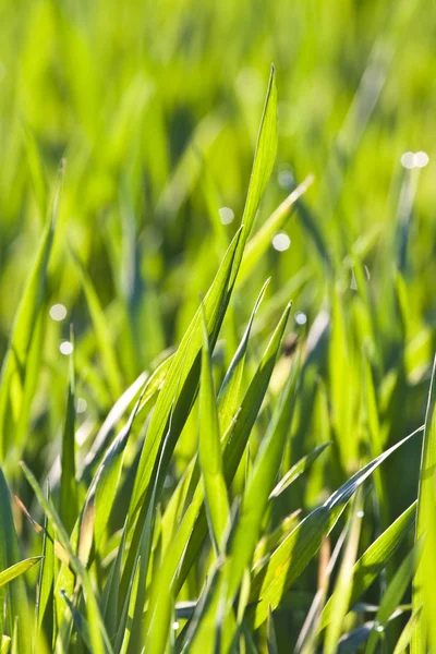 Hojas de hierba y trigo con rocío en la luz de la mañana —  Fotos de Stock