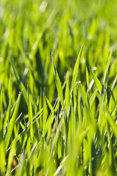 Bladeren van gras en tarwe met dauw in ochtend licht — Stockfoto