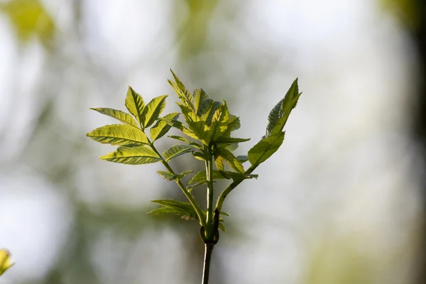 Blättern im Wald im Detail — Stockfoto