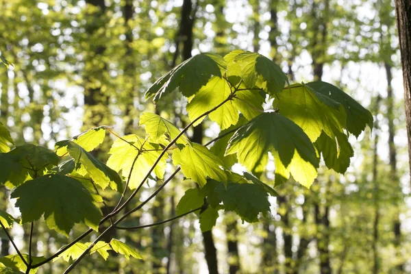 Leaves of a tree in morning light — Stock Photo, Image