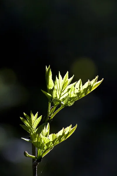 Feuille d'un arbre dans la lumière du matin — Photo