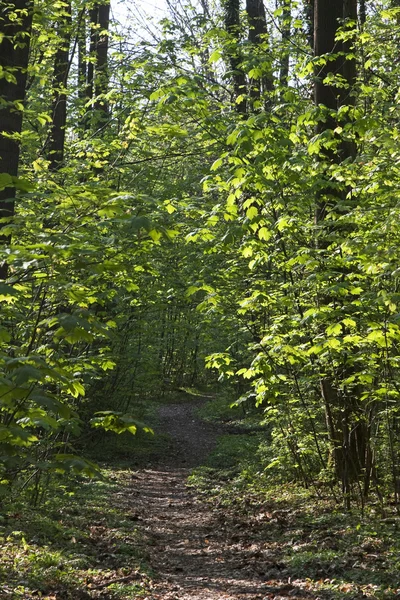 Тропа через узкие деревья в лесу — стоковое фото