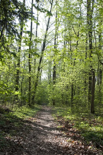 Trail genom smala träd i skogen — Stockfoto