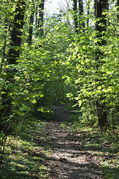 Trasa přes úzký stromy v lese — Stock fotografie