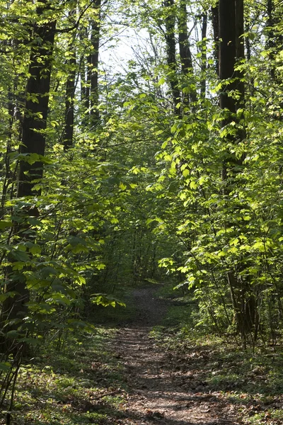 Trail genom smala träd i skogen — Stockfoto