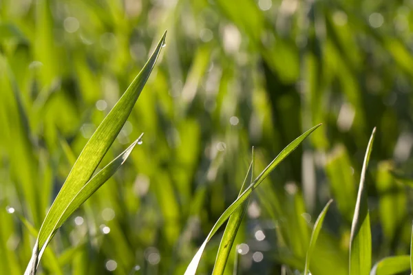 Трава с росой в утреннем свете — стоковое фото