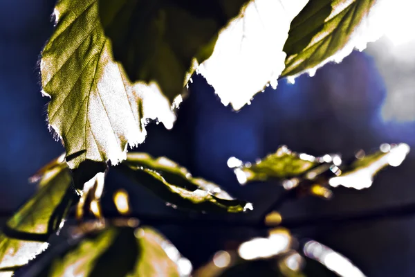 Turuncu meyveler ayrıntılı olarak dilimlenmiş — Stok fotoğraf
