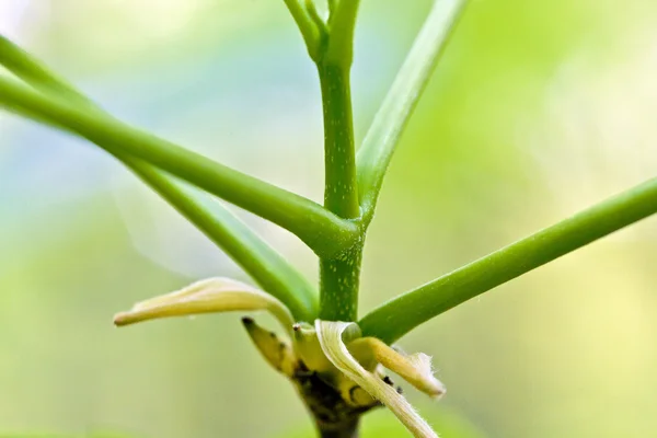 stock image Stipe of a plant in detail