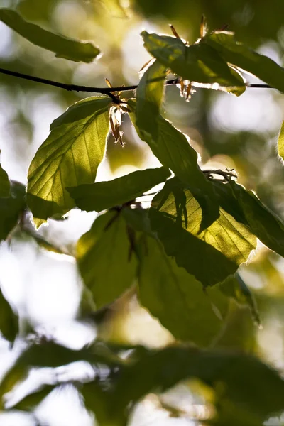 Bahar renkli ormandaki yaprakları — Stok fotoğraf