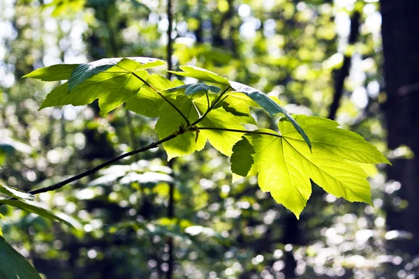 Φύλλα ενός δέντρου στο φως το πρωί — Φωτογραφία Αρχείου