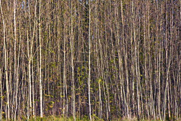 stock image Structured forest with small trees