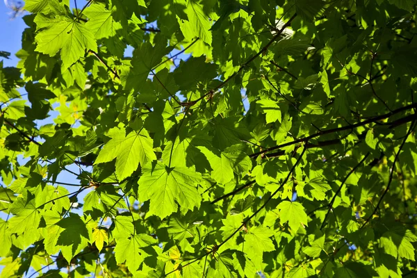 Las hojas del árbol en la luz intensa — Foto de Stock