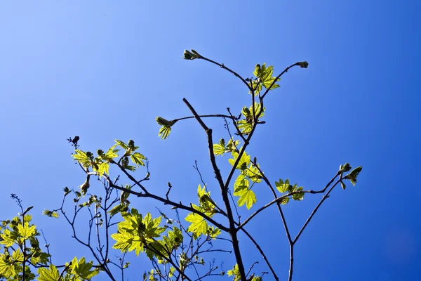 Listy stromu v intenzivní světlo — Stock fotografie