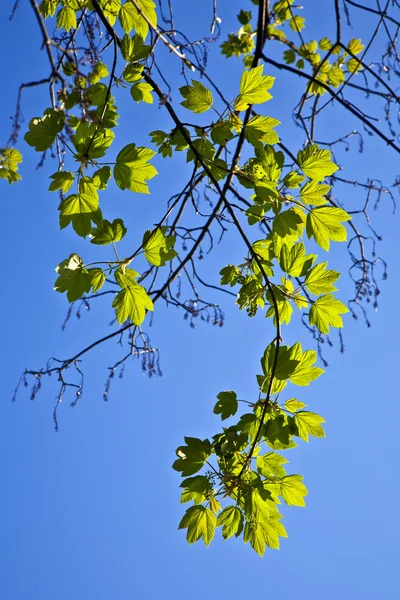 Листя дерева в інтенсивному світлі — стокове фото