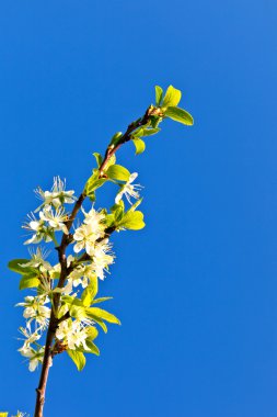 çiçeklenme tree